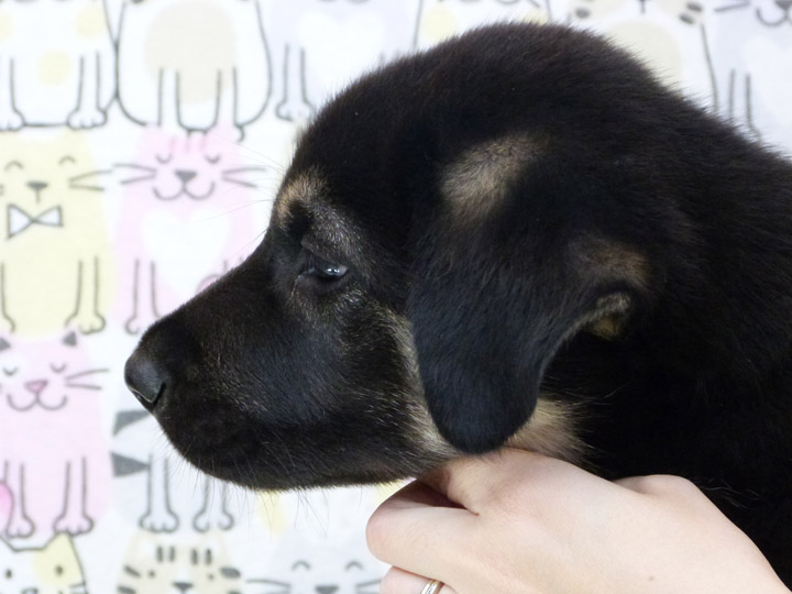 chinook puppy